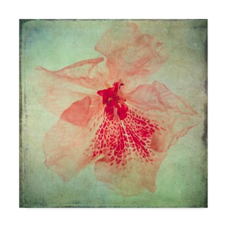 Honey Malek 'Lush Vintage Florals Vi' Canvas Art,24x24